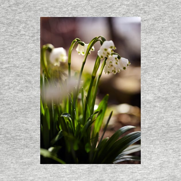 Snowdrop flowers in the forest by naturalis